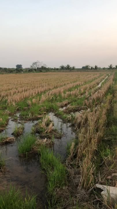 Đất nông nghiệp Vĩnh Hòa Ninh Giang 21600m² - Giá thỏa thuận, vị trí đẹp!