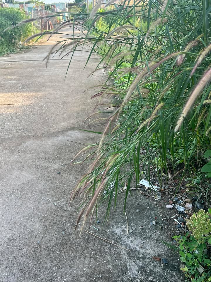 Đất nền phường Rạch Dừa Vũng Tàu 68m² - Đầu tư sinh lời ngay!