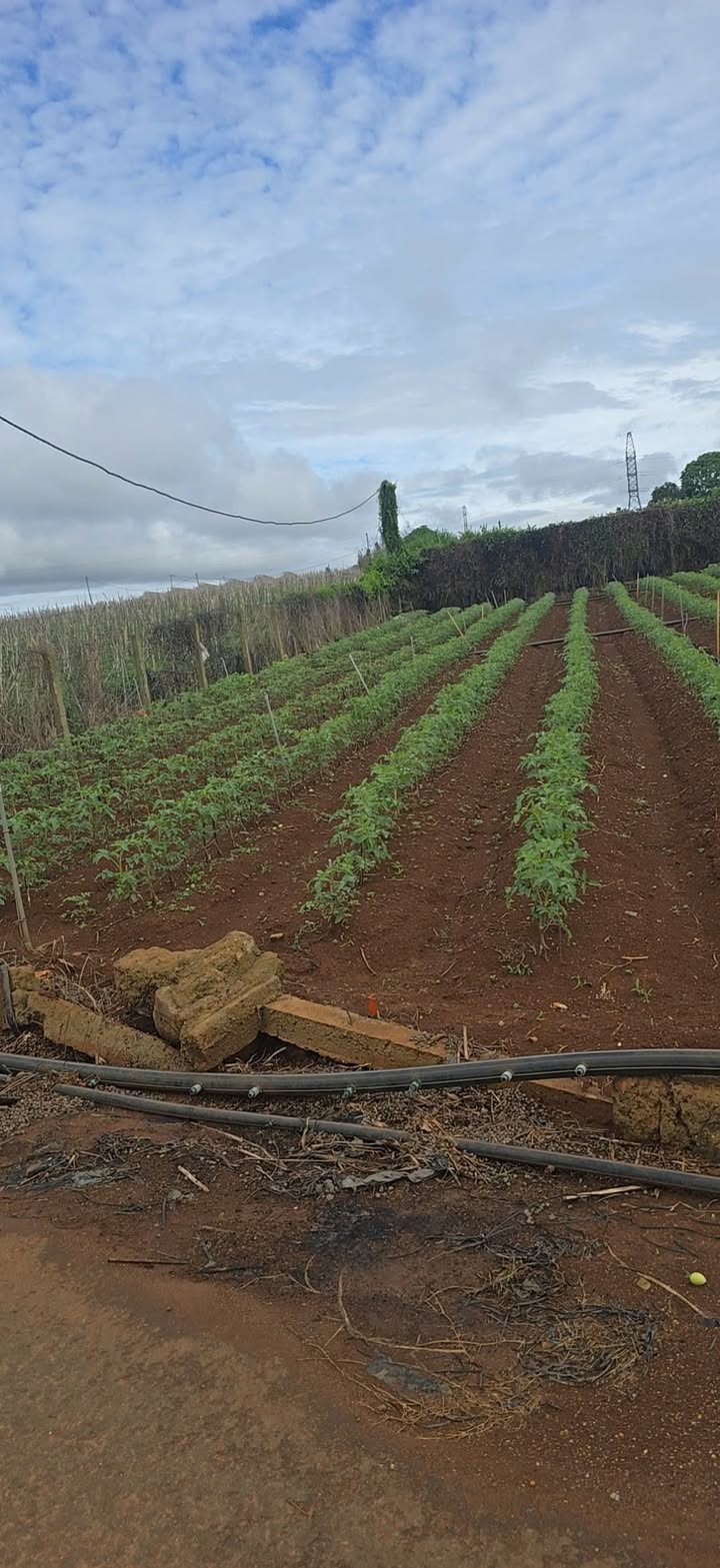 Đất nền Phú Hội, Đức Trọng 350m² giá 1.9 tỷ - Đầu tư sinh lời tuyệt vời!