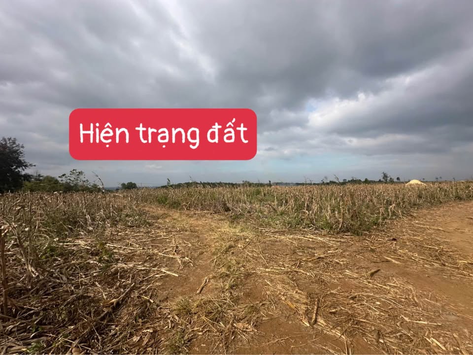 Đất nền Đăk R’La Đăk Mil 1000m² giá 59 triệu - Sổ đỏ chính chủ ngay!