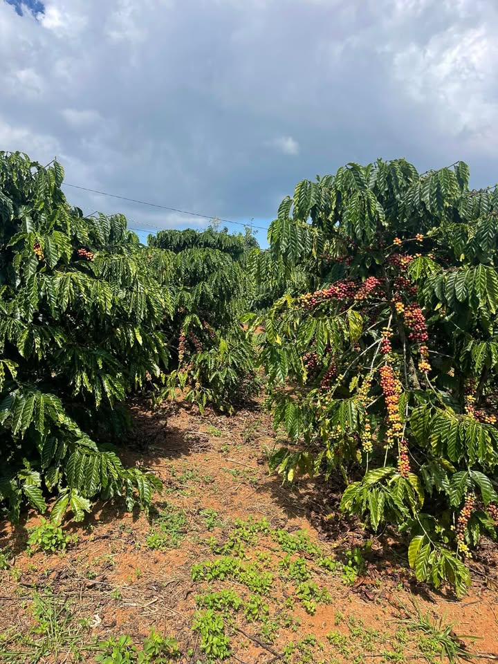 Đất nền 5 sào 3 mặt tiền tại Phúc Thọ, Lâm Đồng giá 2.65 tỷ - Cơ hội đầu tư hấp dẫn!