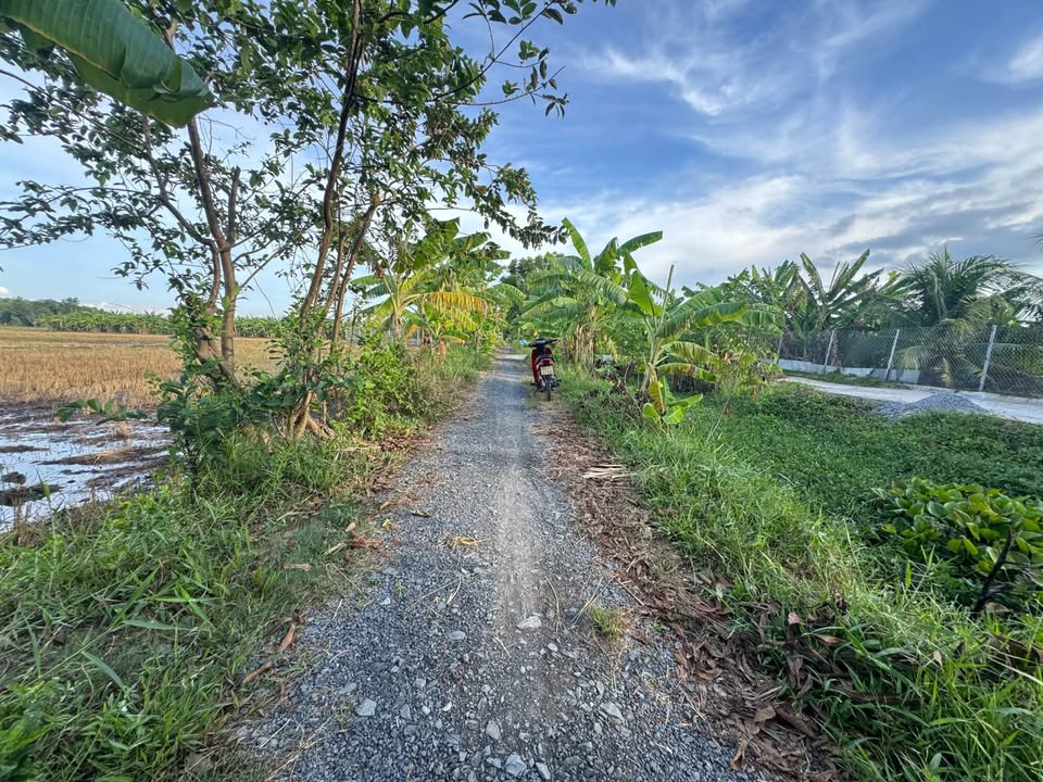 Đất lúa 1400m² tại Trà Vinh - Gần Đại học, chỉ 750 triệu!