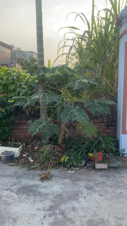 Đất thổ cư 127,7m² xã Đại Sơn, giá chỉ 1.1 tỷ - Cơ hội đầu tư tuyệt vời!