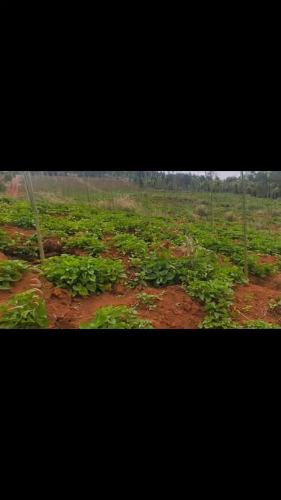 Đất nền xã Đăk An, Di Linh 9000m² giá 1.7 tỷ - Cơ hội đầu tư lý tưởng!