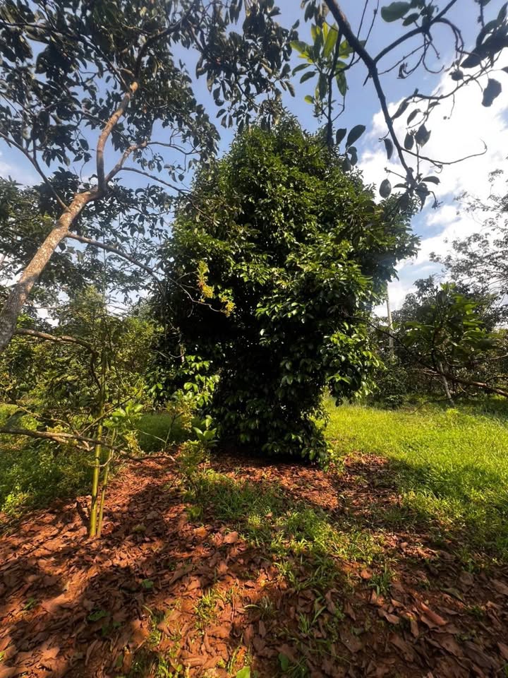 Đất nền Bảo Bình, Cẩm Mỹ 10.000m² giá 5.5 tỷ - Tiềm năng đầu tư lớn!