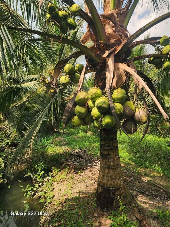 Đất vườn dừa An Ngãi Tây, Ba Tri, Bến Tre 3000m² - Giá tốt nhất khu vực!