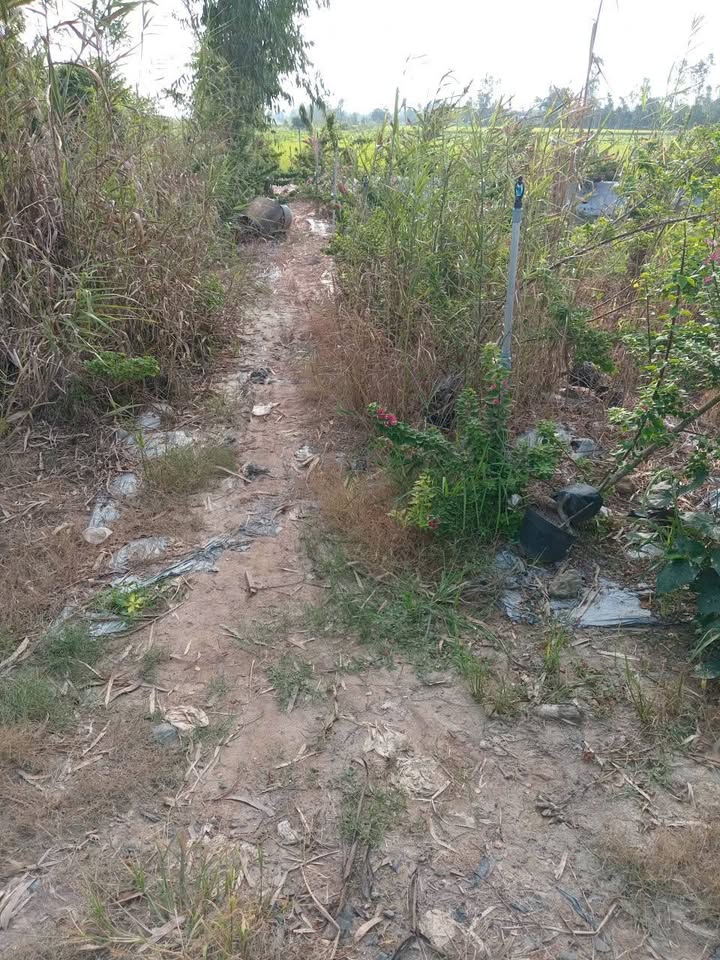 Đất nông nghiệp Tân Nghĩa, Cao Lãnh 1000m² giá 230 triệu - Cơ hội tuyệt vời cho đầu tư!