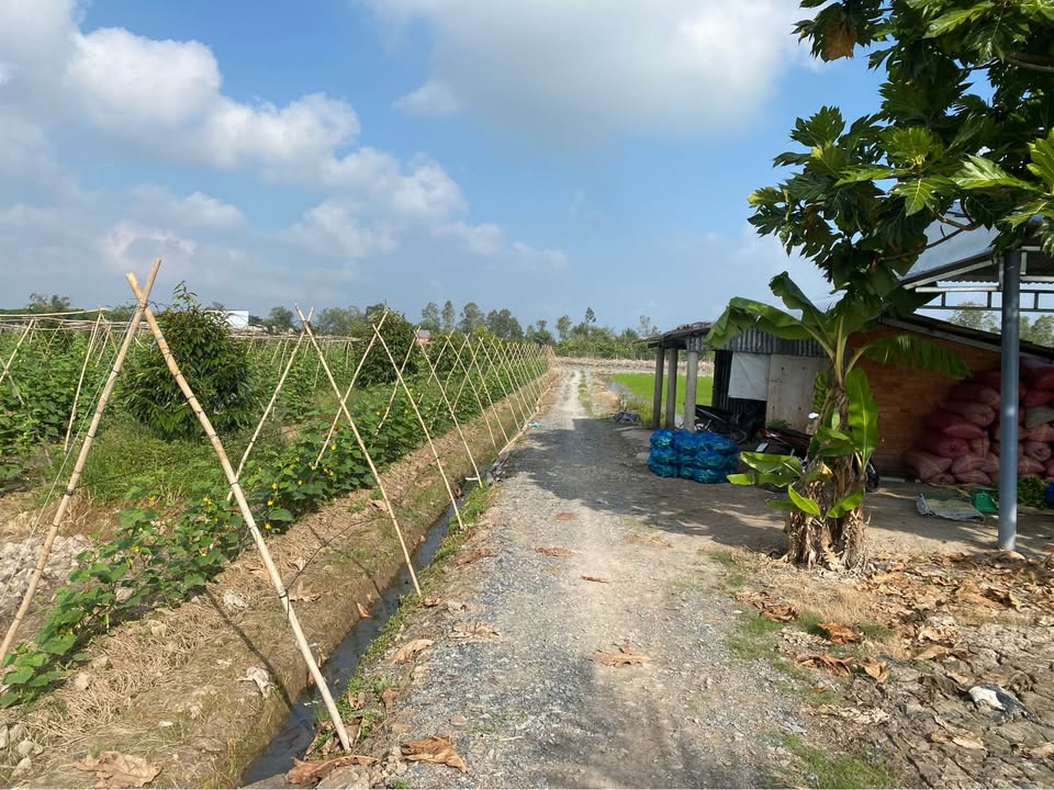 Đất nền Bình Phước Vĩnh Long 8000m² giá 2.5 tỷ - Thương lượng hấp dẫn!