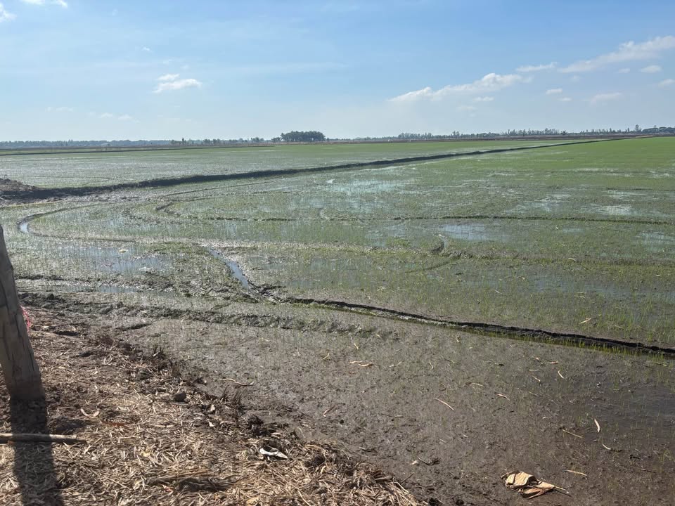 Đất ruộng 63 công tại xã Phú Đức, Tam Nông, Đồng Tháp - Giá 7.56 tỷ, thương lượng tốt!