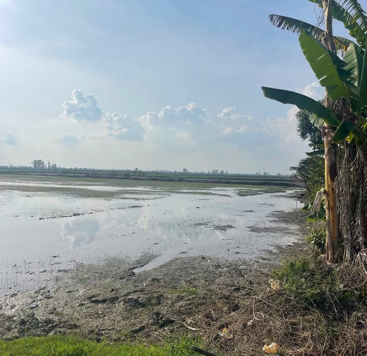 Đất nông nghiệp 14.000m² Thạnh Đông B, Tân Hiệp giá 2 tỷ - Sổ hồng chính chủ!