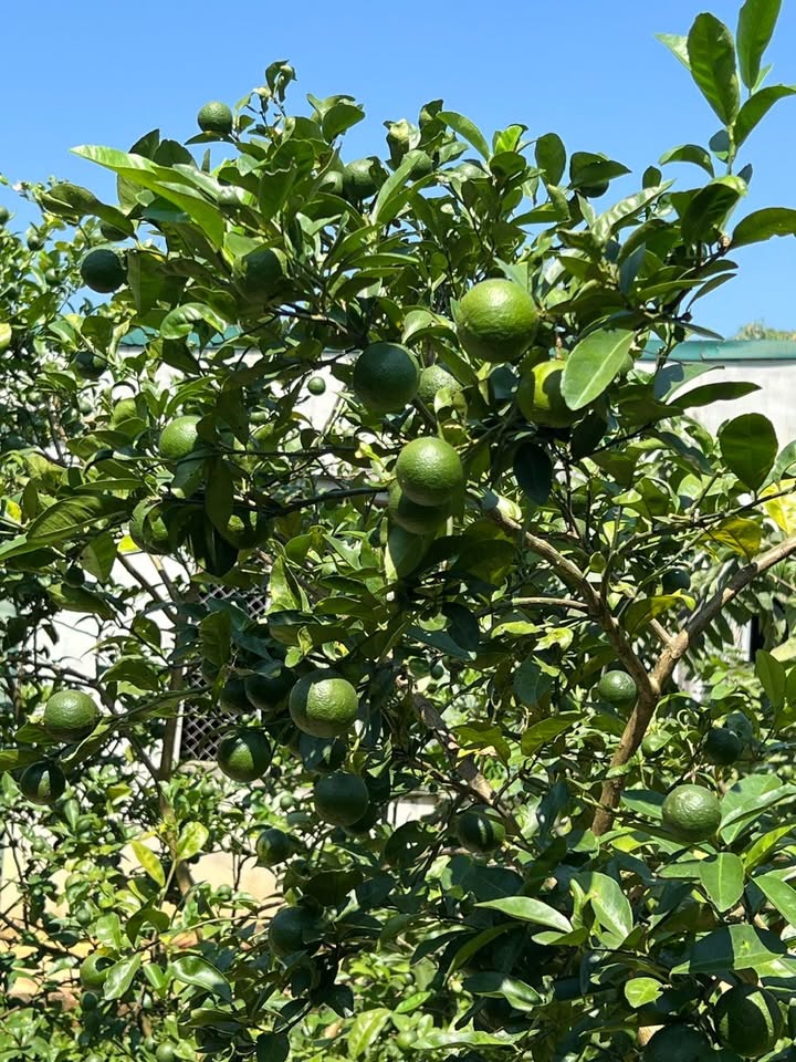 Trang trại 13.669,7m² tại xã Thanh Yên, huyện Điện Biên - Đầu tư sinh lời hấp dẫn!