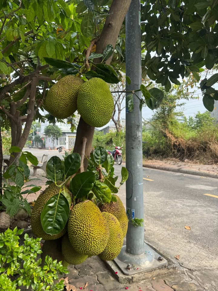 Đất Tân Phước Thủ Đức 118m² giá 1.39 tỷ - Mặt tiền đường trước sau