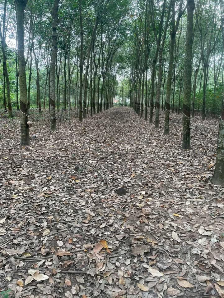 Đất nền Bưng Còng, Dầu Tiếng 3600m² giá 1.1 tỷ - Cơ hội đầu tư tuyệt vời!