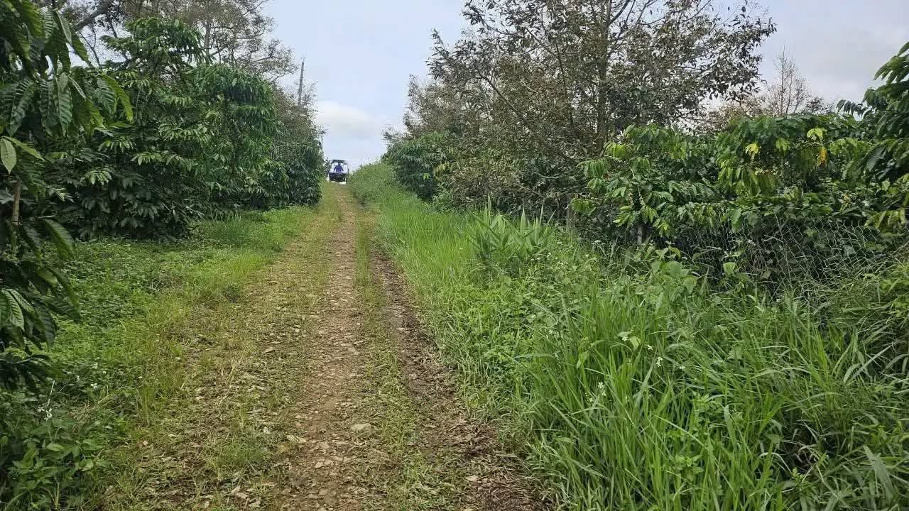 Farm Bảo Lộc 2000m² giá 4 tỷ - Đầu tư sinh lời với view đẹp!