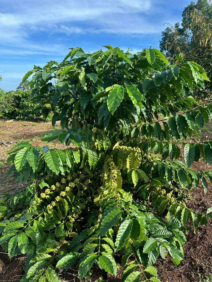 Đất nền Đắk N'Drót 20.000m² giá 1.35 tỷ - Cơ hội đầu tư tuyệt vời!