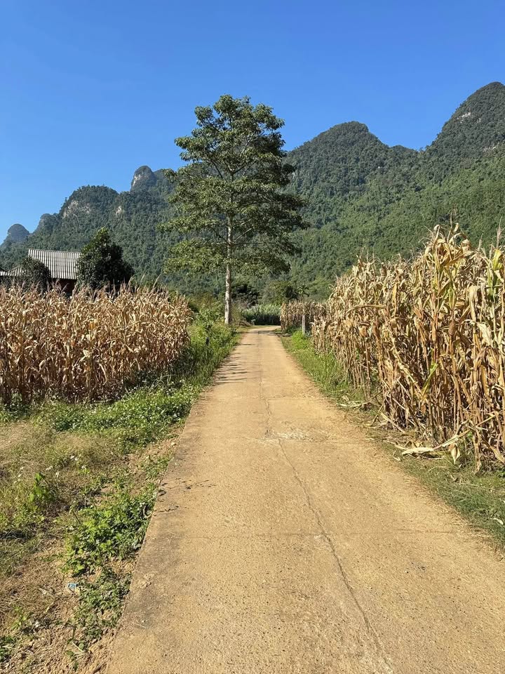 Đất nền Phong Quang Vị Xuyên 900m² giá chỉ 330 triệu - Đầu tư sinh lời lý tưởng!