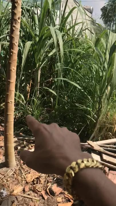 Đất nền Thủ Đức 168m² giá 1.5 tỷ - Sổ hồng riêng, đầu tư sinh lời!