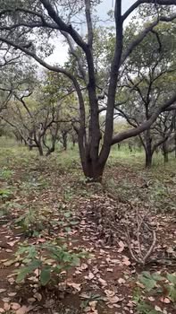 Đất nền Ia Krái, Ia Grai 10.000m² giá 850 triệu - Cơ hội đầu tư tuyệt vời!