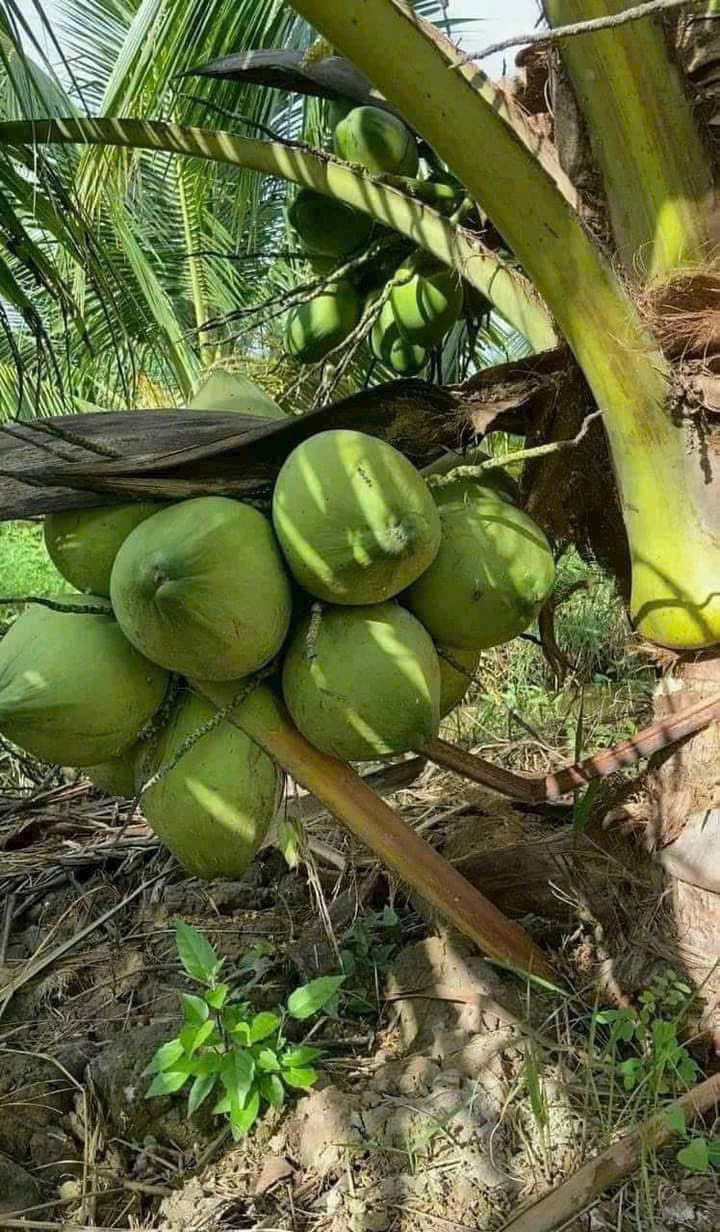 Đất vườn 13,700m² tại Thạnh Trị, Bình Đại - Chỉ 819 triệu, sẵn dừa thu hoạch!