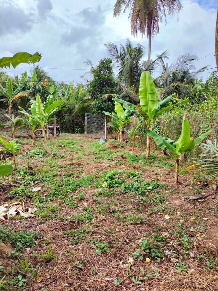 Đất vườn Tiên Thủy, Châu Thành 1500m² giá 580 triệu - Cơ hội đầu tư không thể bỏ lỡ!