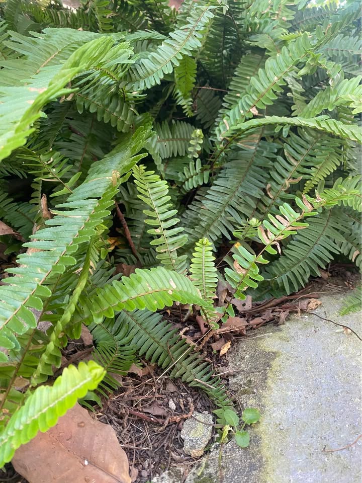 Đất nông nghiệp xã D'Ran 9000m² giá chỉ 900 triệu - Đầu tư sinh lời ngay!