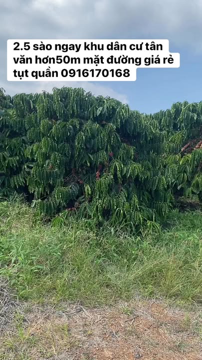 Đất nền Tân Văn Lâm Hà 2.5 sào giá 1.1 tỷ - Mặt tiền đường thông thoáng