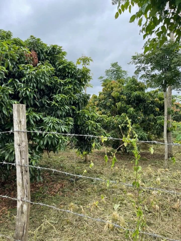 Đất nền xã Ea Drong, Buôn Hồ 210m² giá 350 triệu - Sổ hồng chính chủ!