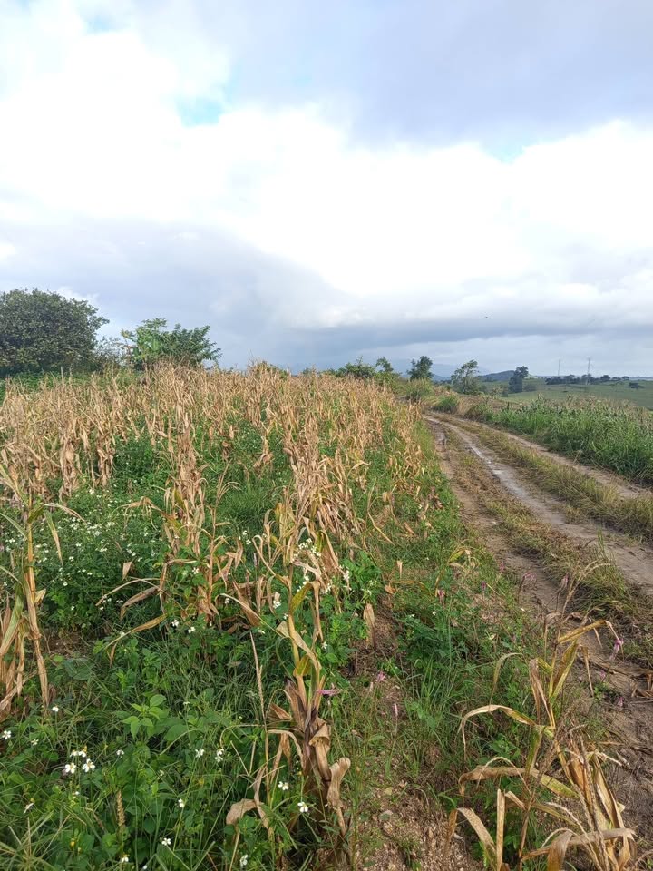 Đất nền 4,1 sào tại Ea Sô - Ea Kar, giá chỉ 235 triệu - Sổ đỏ chính chủ!