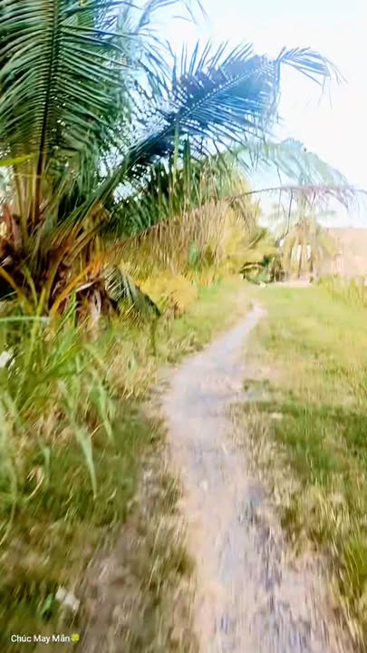 Đất ruộng An Bình Tây, Ba Tri, Bến Tre 2400m² giá 840 triệu - Nước ngọt quanh năm!