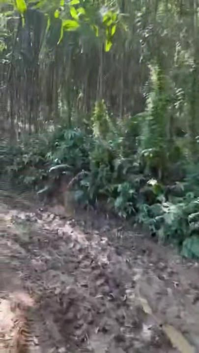 Đất trang trại 6ha tại Hà Linh giá 4.8 tỷ - Đầu tư sinh lời cao!