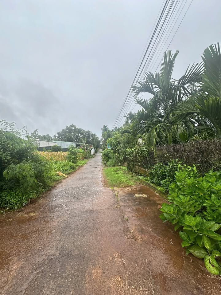 Đất thổ cư Tân Lập, Buôn Ma Thuột 235m² giá 1.35 tỷ - Đầu tư sinh lời ngay!