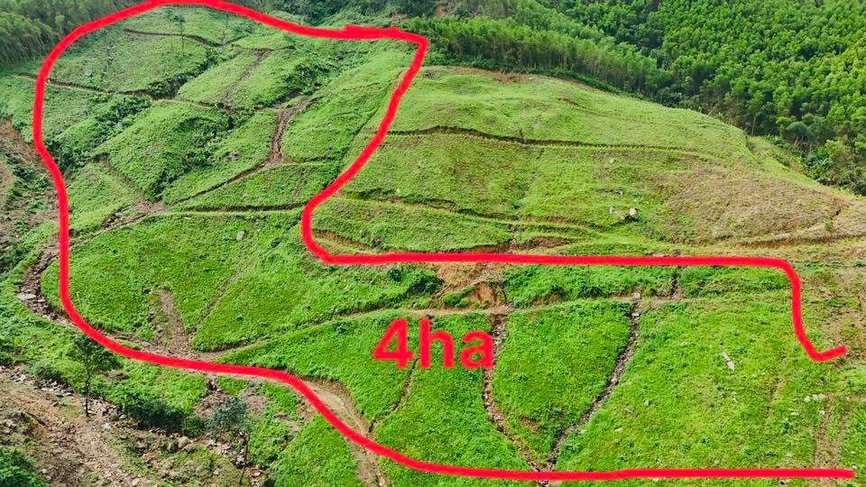 Đất rừng 4ha tại Tịnh Hiệp - Sổ đỏ chính chủ, giá chỉ 552 triệu