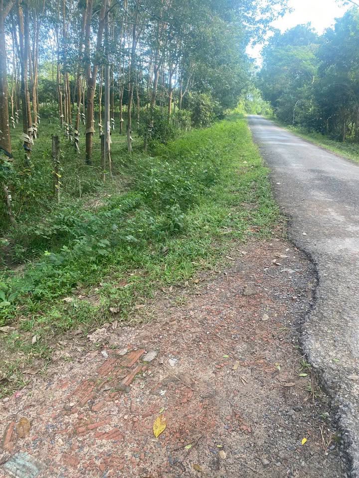 Đất nông nghiệp Đăk Cấm, Kon Tum 235m² giá 100 triệu - Tiềm năng đầu tư cao!