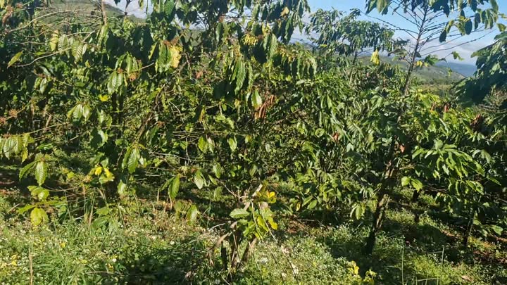 Đất Lộc Bắc Bảo Lâm 28080m² giá 1.8 tỷ - Đầu tư sinh lời ngay!