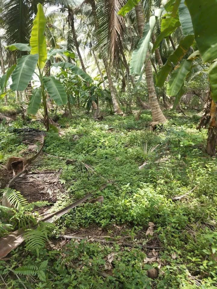 Đất vườn dừa 4500m² Tân Thành Bình giá 2.25 tỷ - Tiềm năng phát triển cao!