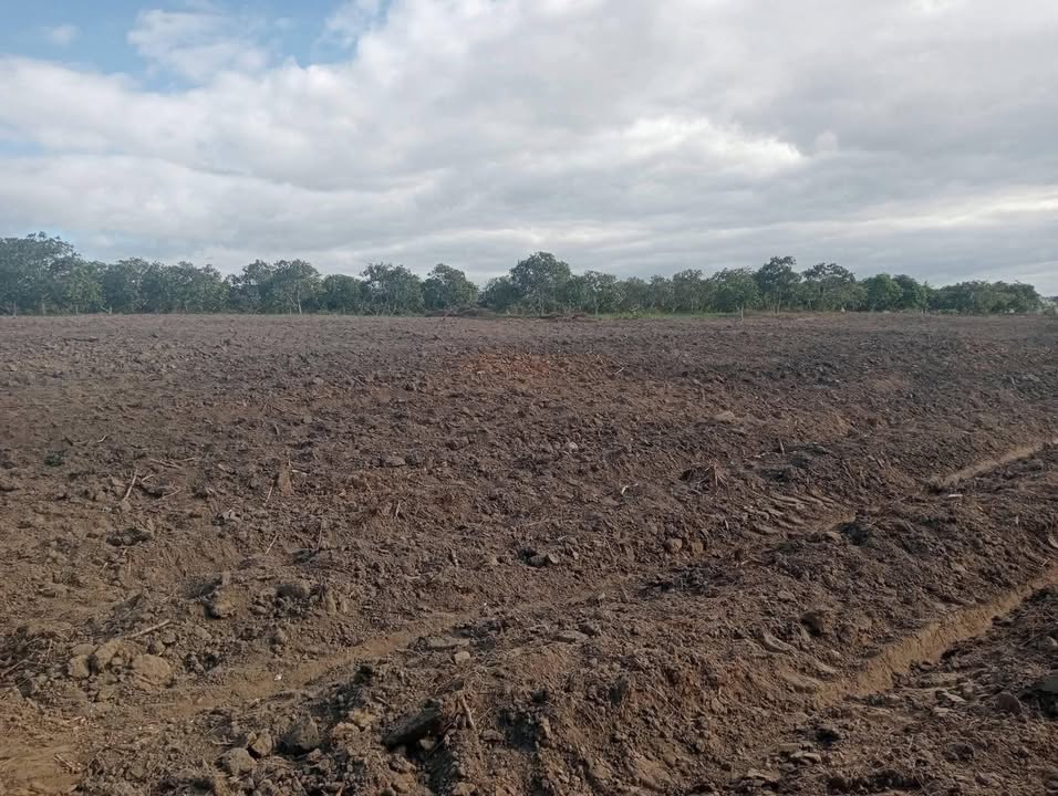 Đất Farm 11ha tại Ea Bung, Đắk Lắk - Giá chỉ 1.1 tỷ - Đầu tư sinh lời cao!