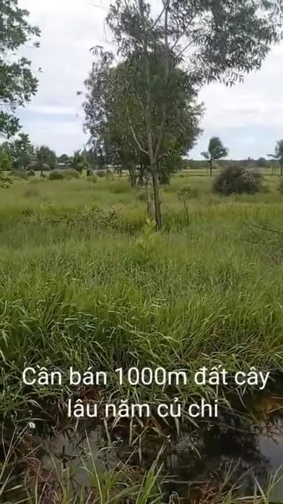 Đất vườn 1000m² tại Củ Chi - Giá chỉ 1.7 tỷ, sổ riêng chính chủ!