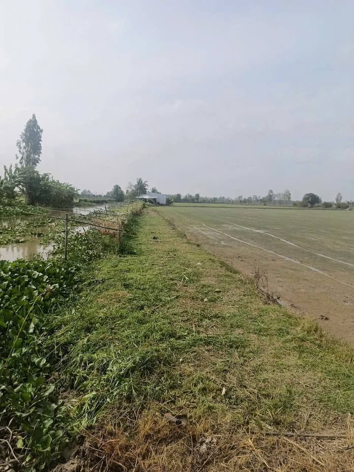 Đất vườn Đông Thuận Thới Lai 3210m² giá 690 triệu - Đầu tư lý tưởng!