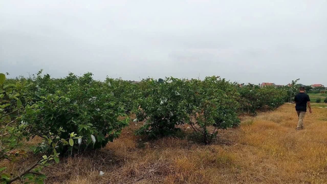 Đất vườn 5 sào tại An Sơn, Nam Sách - Cơ hội đầu tư hấp dẫn!