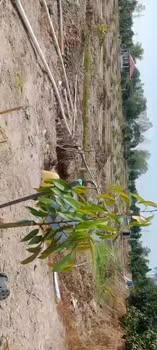 Farm 11 công sầu riêng Hưng Thạnh, Tháp Mười 2.86 tỷ - Đất 2 mặt tiền, giá tốt