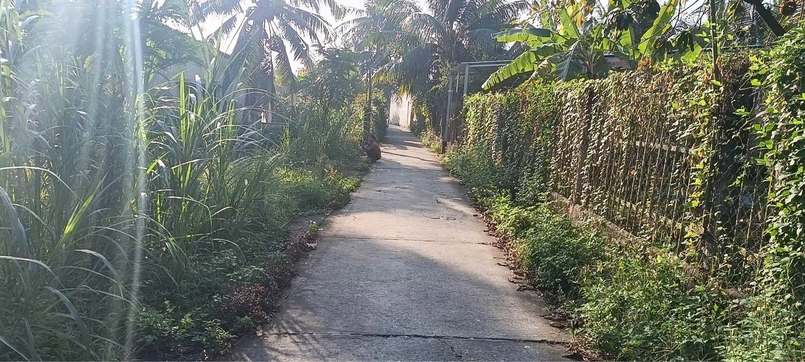 Đất nền Long Trường, Châu Thành, Tiền Giang 528m² - Giá chỉ 900 triệu, tiện ích đầy đủ!