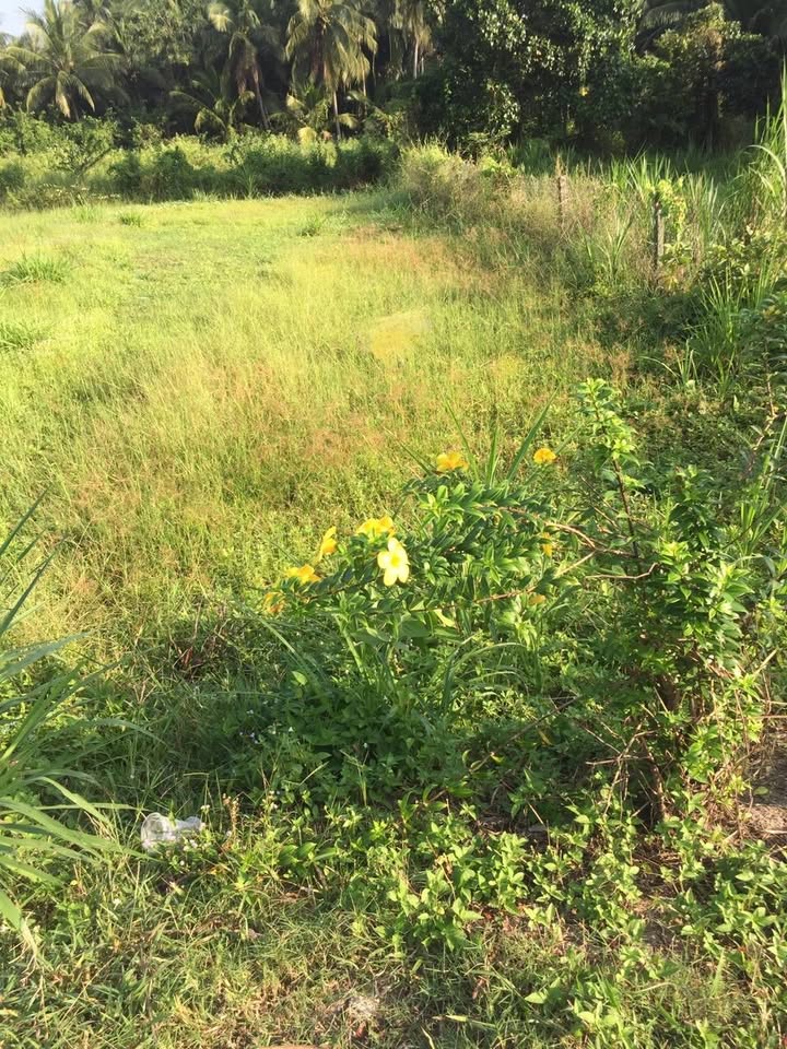 Đất mặt tiền tỉnh lộ 913 Càng Long 180m² giá 950 triệu - Cơ hội đầu tư tuyệt vời!