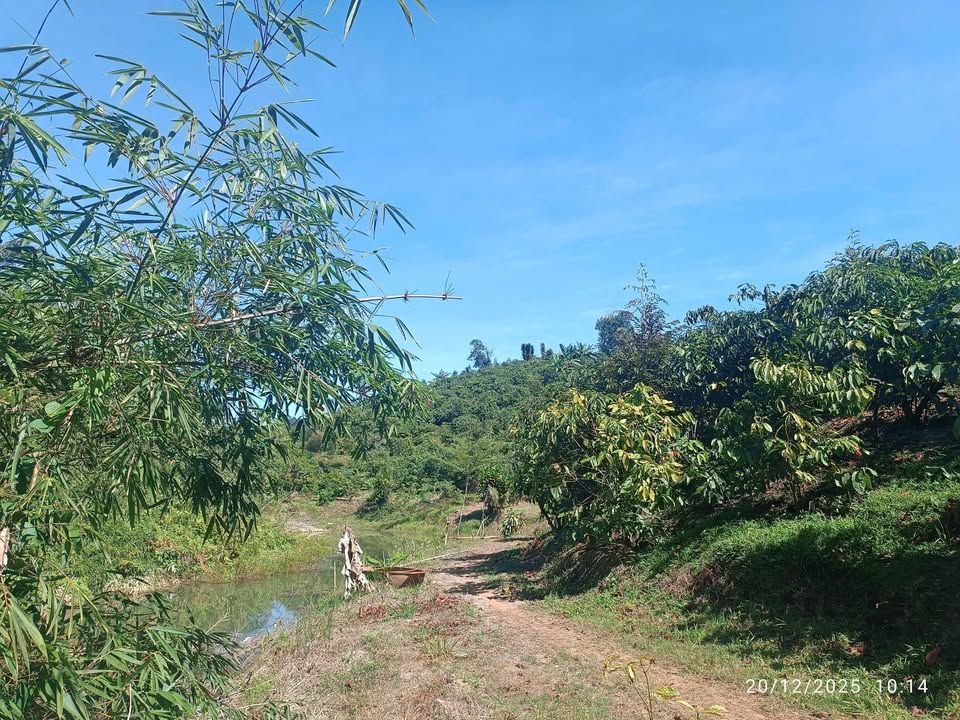 Đất nông nghiệp 1ha tại Lộc Bảo, Bảo Lâm - Giá chỉ 2.7 tỷ, cơ hội đầu tư tuyệt vời!