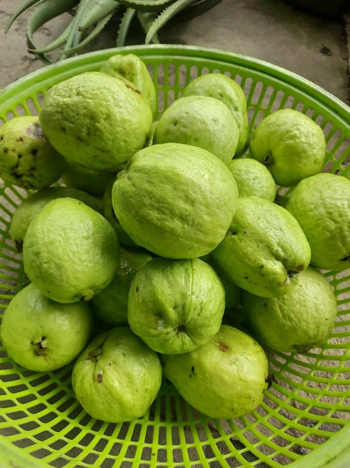 Đất vườn 530m² tại Hoàng Sa, Tịnh An - Giá chỉ 300 triệu, cơ hội đầu tư tuyệt vời!