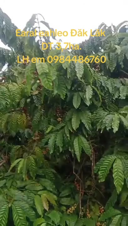 Bán lô rẫy 3,7ha xã Ea Ral, Ea H’leo chỉ 6,35 tỷ - Đầu tư sinh lời ngay!