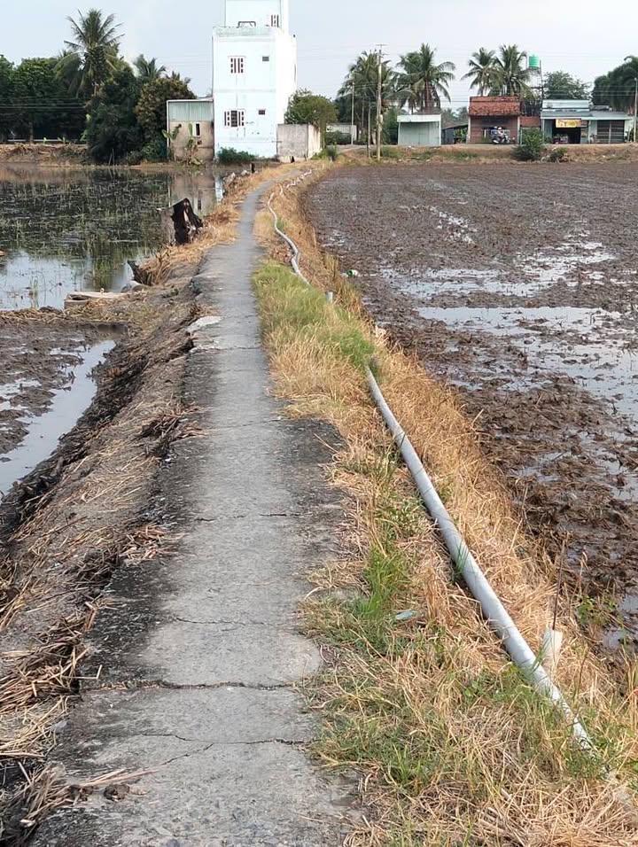 Đất thổ cư 3.300m² tại Mỹ Phú, Thủ Thừa, Long An - Chính chủ bán gấp 4,5 tỷ!