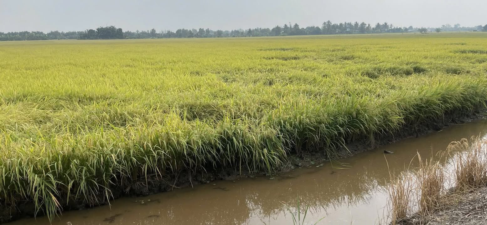 Đất sản xuất 11.374m² tại Thủ Thừa, Long An - Giá 3.3 tỷ, chính chủ bán gấp!