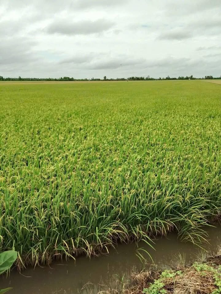 Đất nông nghiệp 35 công tại Kiến Bình, Tân Thạnh, Long An chỉ 140 triệu - Cơ hội đầu tư tốt!