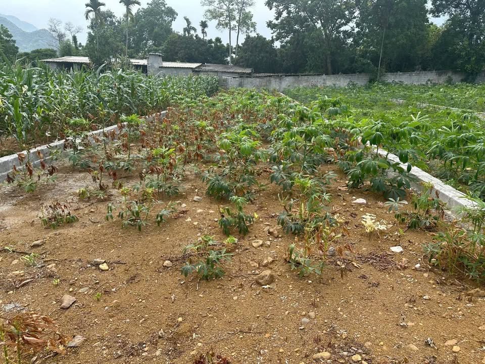 Đất nền Cư Yên Lương Sơn 215m² giá 2.5 tỷ - View hồ hiếm có!