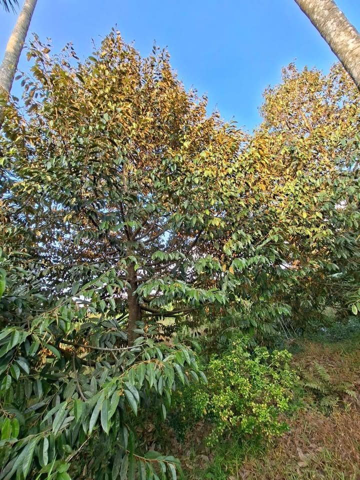 Đất nền Ba Láng Cái Răng 1000m² giá 900 triệu - Cơ hội đầu tư tuyệt vời!